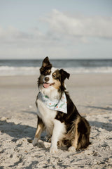 DOG BANDANA REVERSIBLE